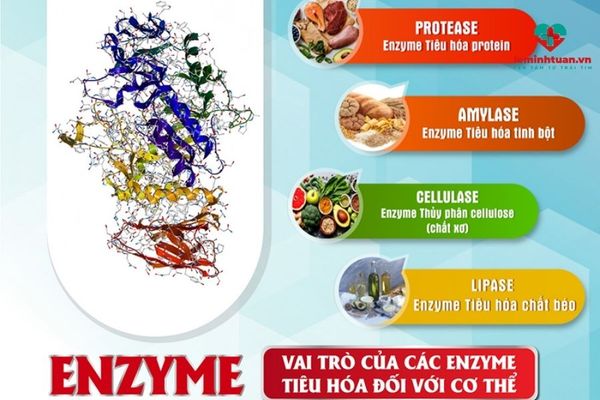 Các loại enzym tiêu hóa có vai trò quan trọng với cơ thể