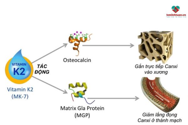 Vai trò của vitamin K2 đối với cơ thể trẻ