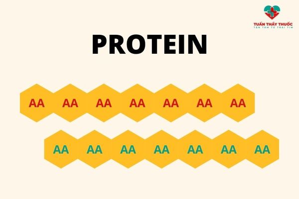 Chất đạm hay protein được cấu tạo từ các amino acid