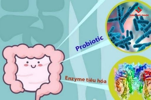 Lợi khuẩn và enzyme tiêu hóa giúp trẻ ăn uống ngon miệng