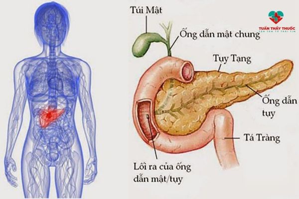 Enzym tiêu hóa protein do tuyến tụy tiết ra