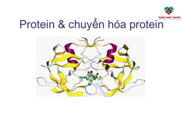 enzym tiêu hóa protein