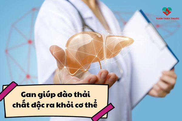 Gan - Bộ phận quan trọng của cơ thể