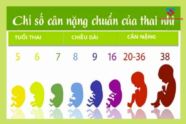 Sự phát triển của thai nhi