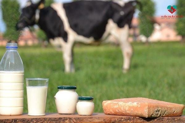 Sữa tươi cho bé được sản xuất từ sữa bò