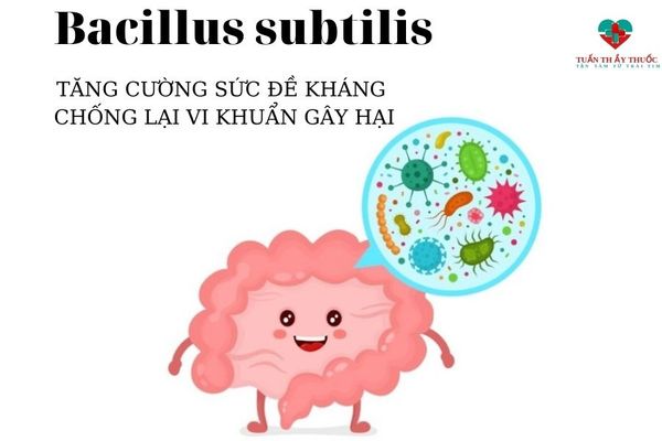 Bacillus subtilis tăng cường sức đề kháng