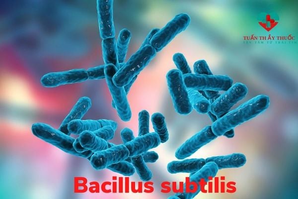 Thuốc Bacillus subtilis có những đặc tính gì?