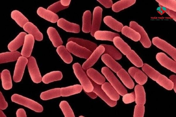 Bacillus subtilis là lợi khuẩn như thế nào?