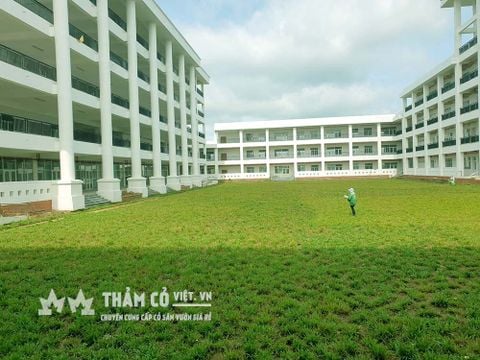 Trích dẫn: Trồng cỏ lá gừng Trường ĐH Sư phạm thể dục thể thao tại Nhơn Đức, huyện Nhà Bè