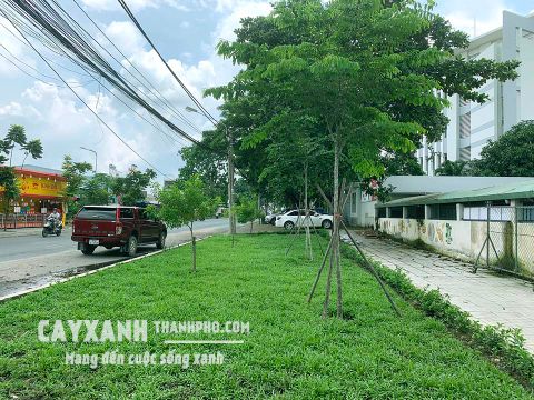 Thi công mảng xanh đường Đồng Khởi, TP Biên Hòa, Đồng Nai