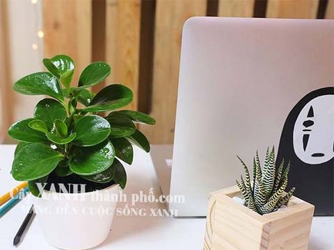 Cây để bàn làm việc tại Tp. HCM đa dạng chủng loại