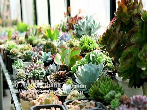 Các loại cây trồng trong nhà tại Tp. HCM tốt nhất – dễ chăm nhất