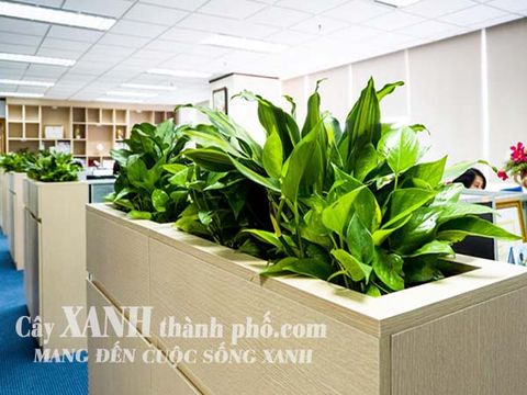 Cây văn phòng tại Tp. HCM rẻ đẹp lại dễ chăm
