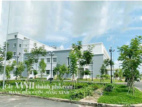 Trồng cây xanh Dự án Bệnh viện Mộc Hóa - Tỉnh Long An