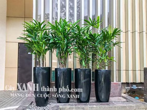 Thuê cây văn phòng tại Quận 10 Tp. HCM giá rẻ - dịch vụ chu đáo