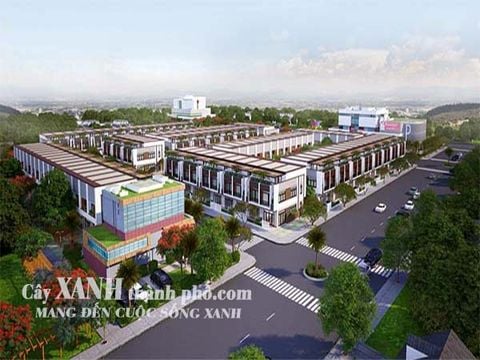 Thi công cây xanh dự án Khu dân cư An Nam - Củ Chi