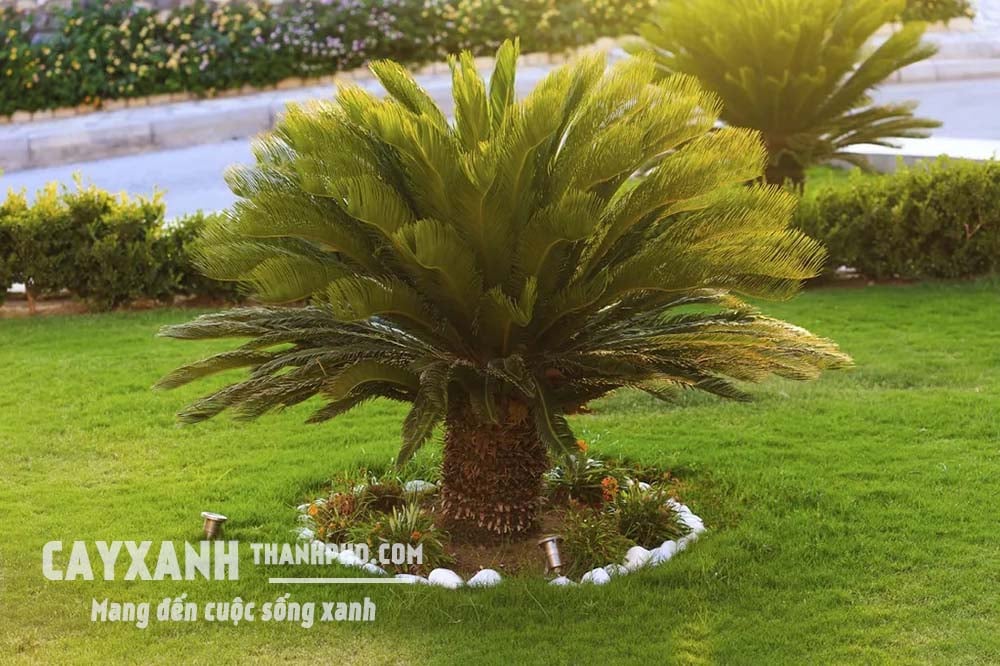 cây cảnh vạn tuế