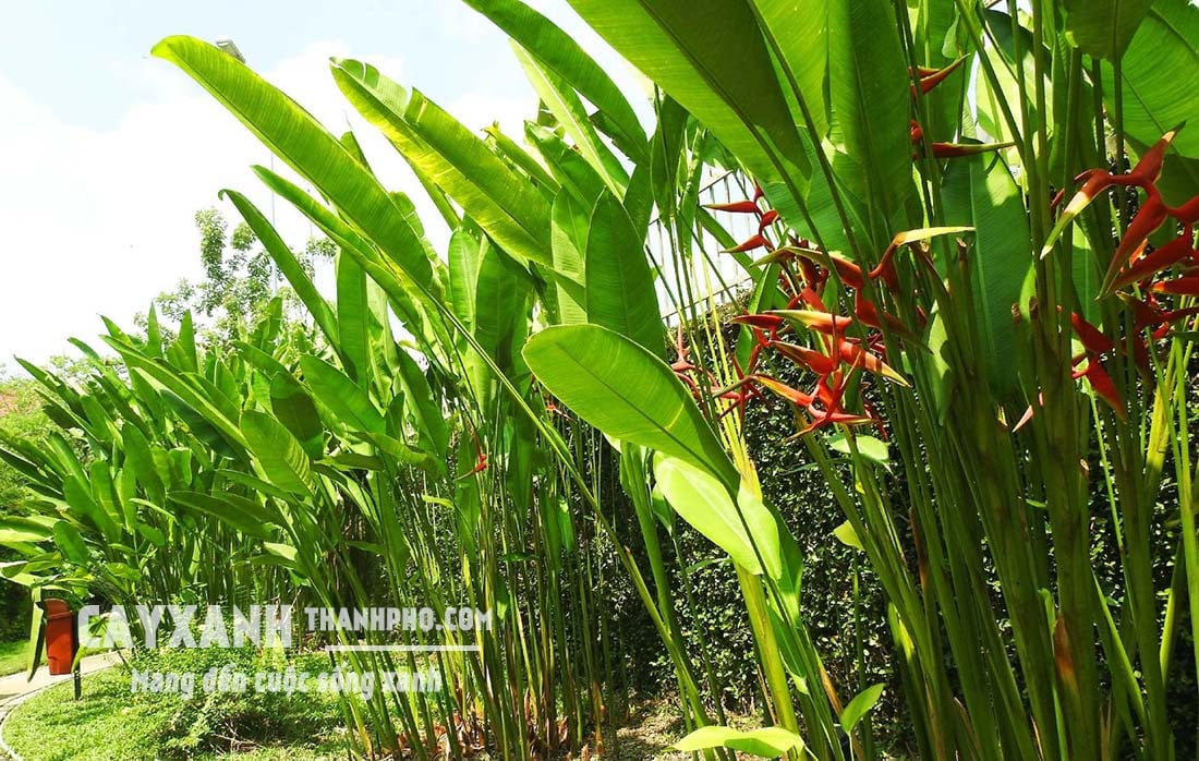 chuối phượng hoàng