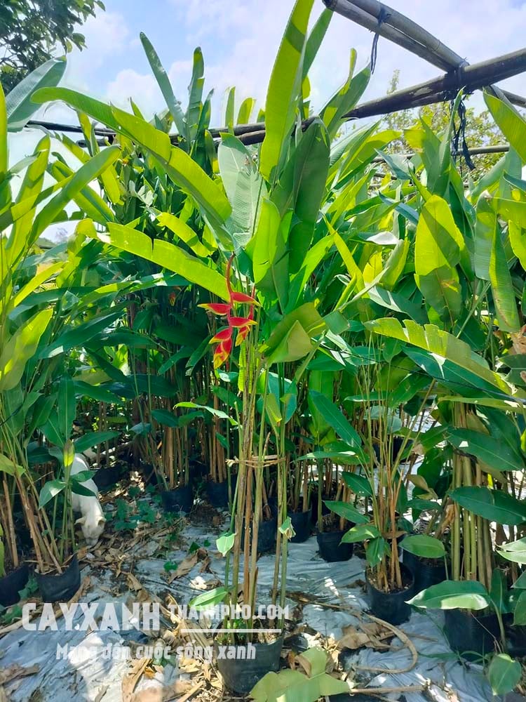 cây chuối tràng pháo