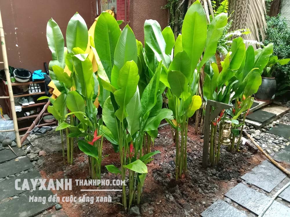 chuối phượng hoàng