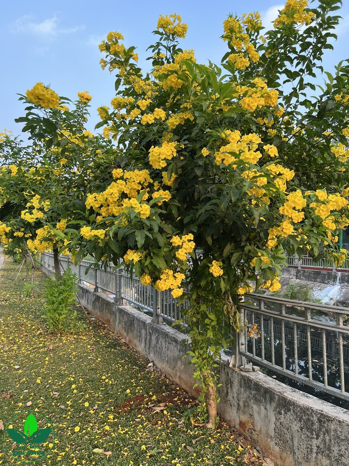 cây huỳnh liên