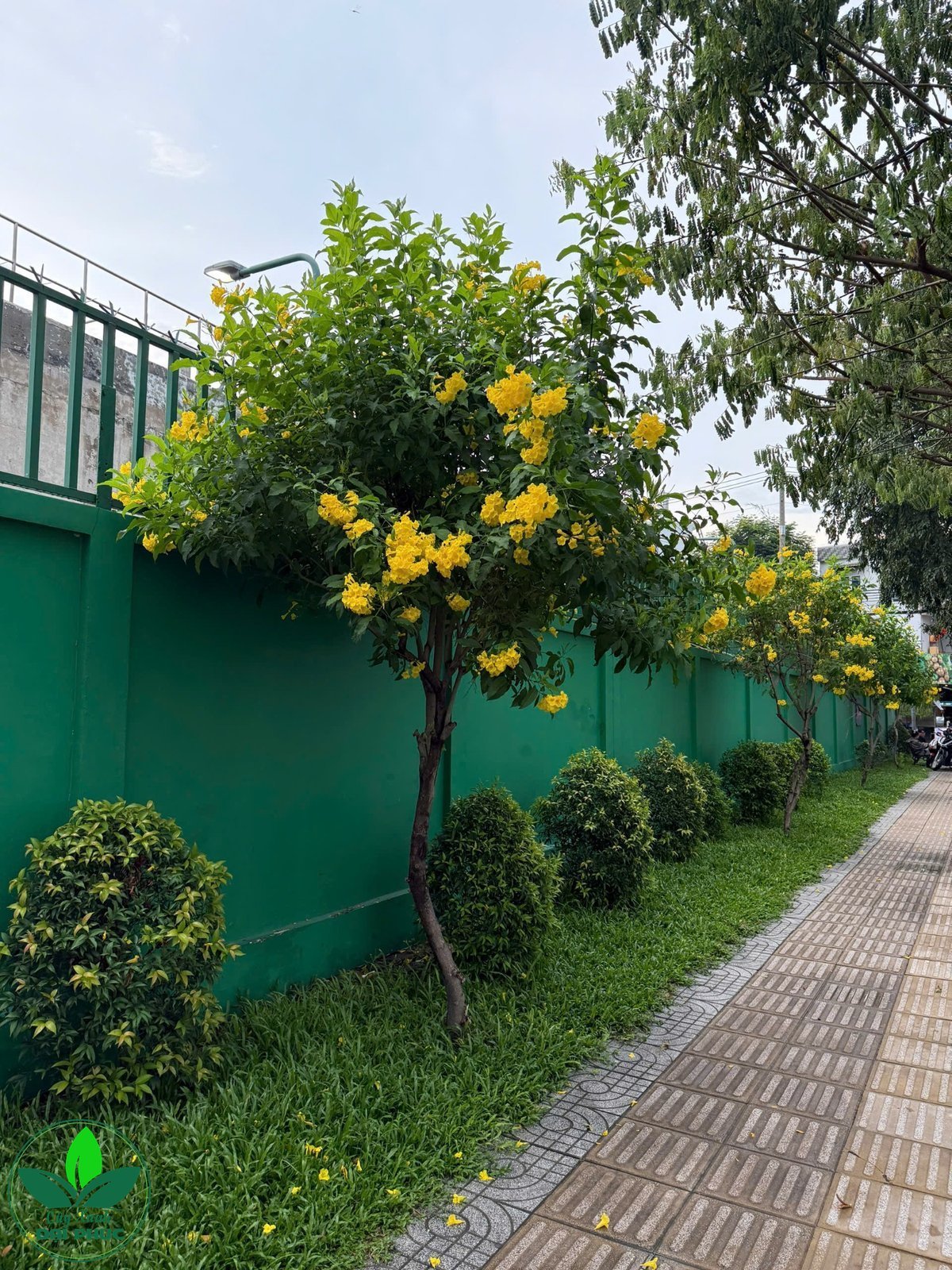 cây huỳnh liên