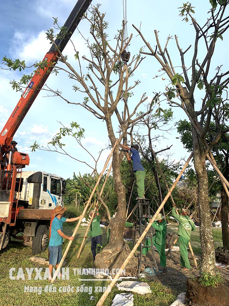 Cây lộc vừng đẹp