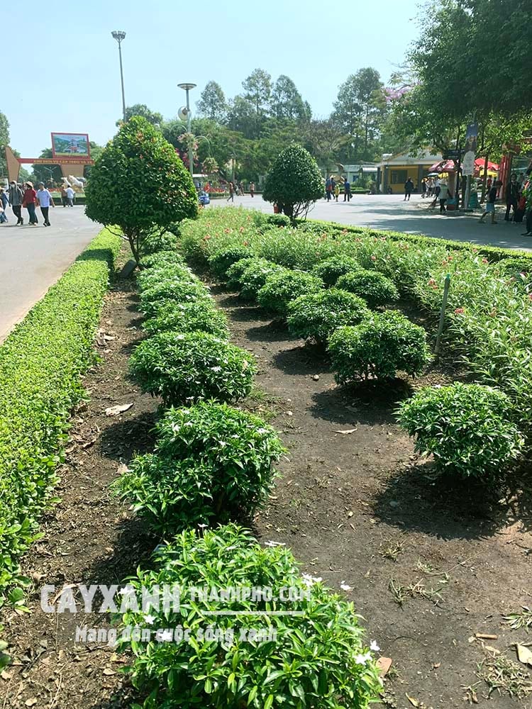 cây mai tiểu thơ