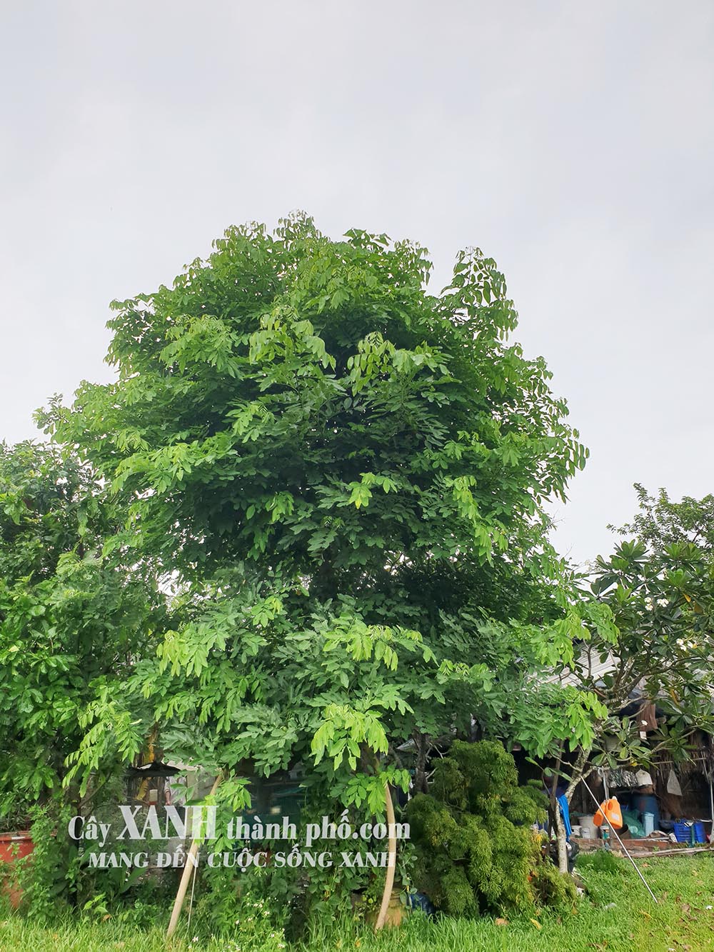 cây osaka to, gốc lớn, dáng đẹp trồng tại vườn, giá rẻ ở hcm