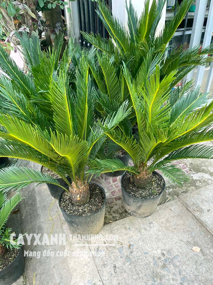 cây vạn tuế