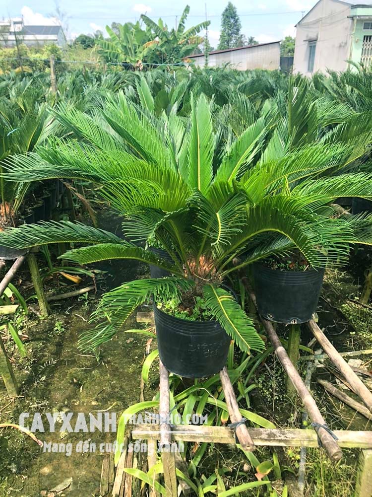 cây vạn tuế
