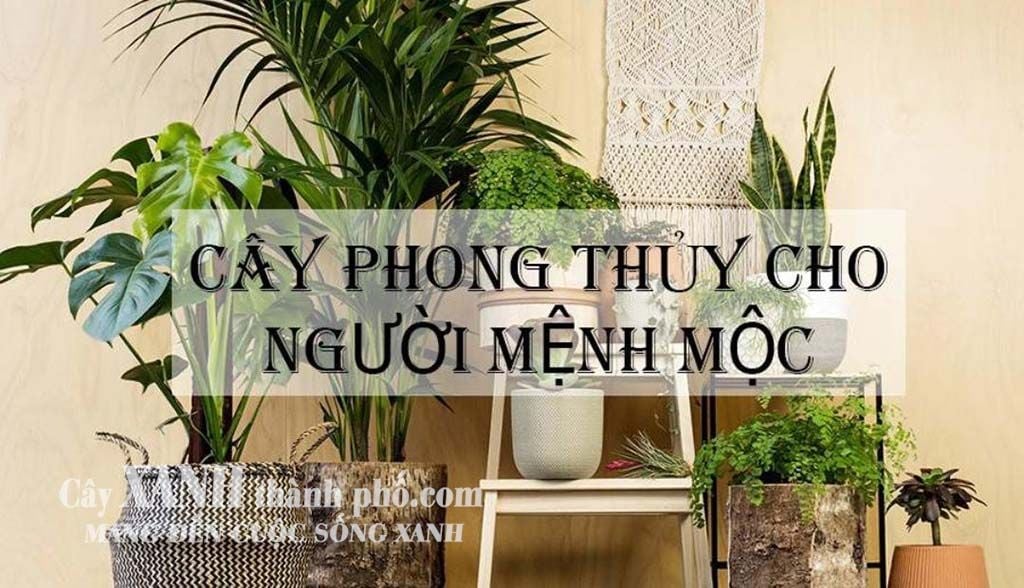 cây hợp mệnh mộc