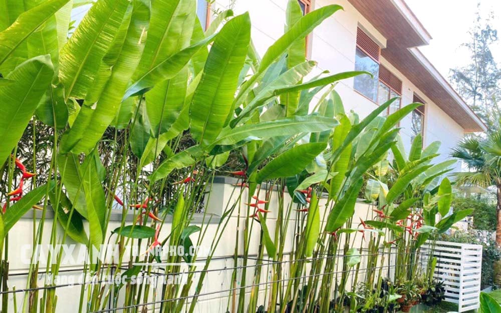 chuối cảnh phượng hoàng