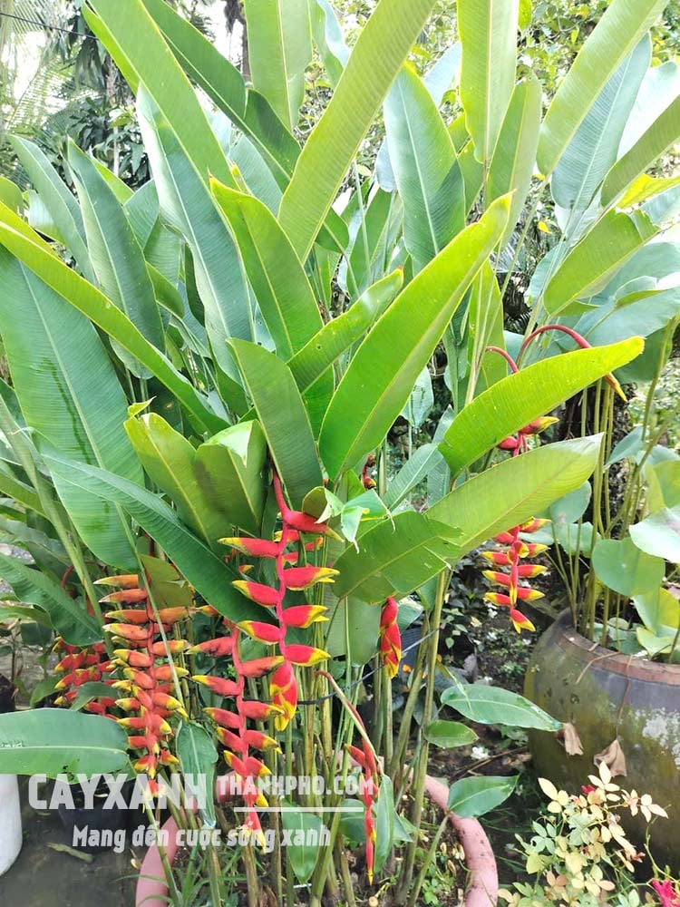 chuối pháo
