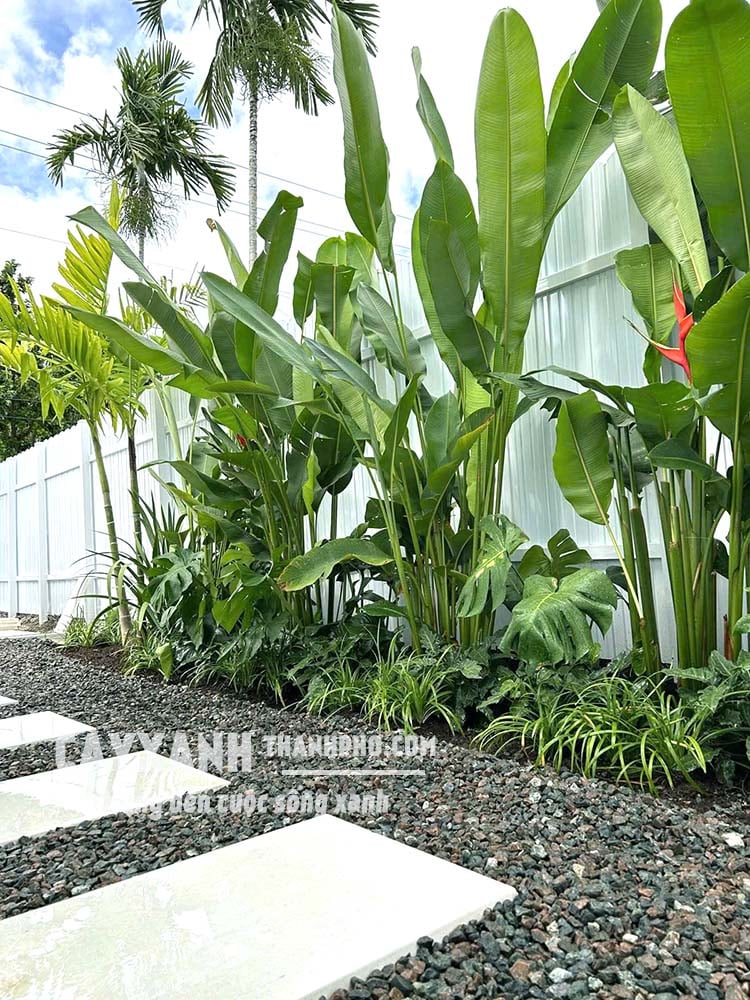 cây chuối pháo