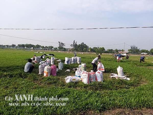 cỏ lá tre tại tphcm