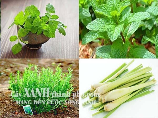 đất thịt phù hợp với cây trồng gì