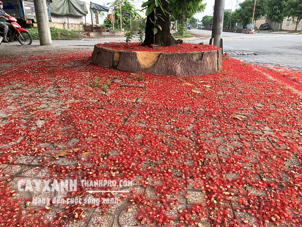 lộc vừng đẹp