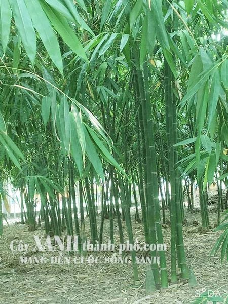 Gò Công Tây Mô hình trồng măng tây trên nền đất lúa cho hiệu quả ổn định   Cổng Thông tin điện tử tỉnh Tiền Giang