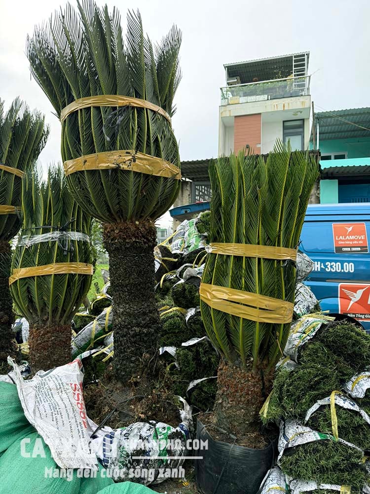vạn tuế