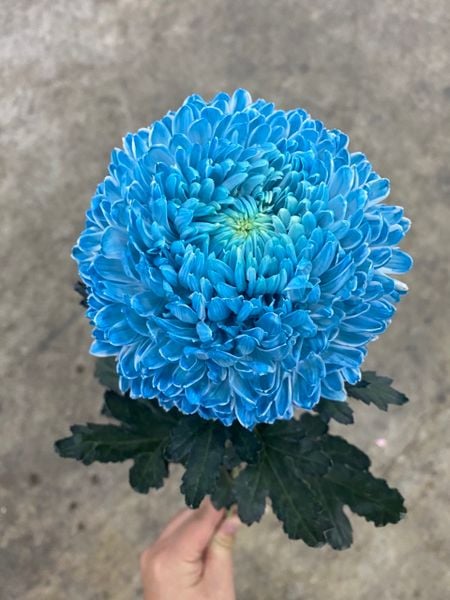 Tổng hợp hơn 86 hoa cúc màu xanh siêu đỉnh - trieuson5