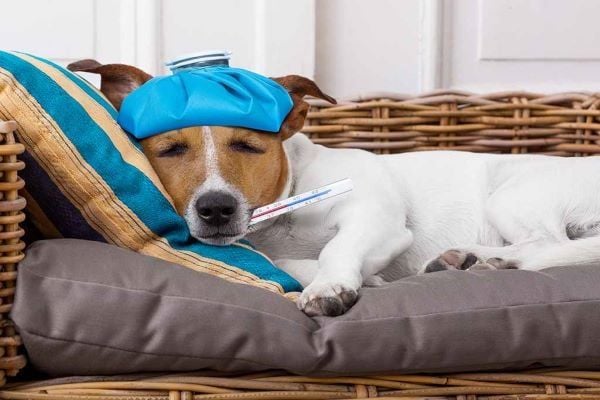 CHÓ BỊ BỆNH NÊN ĂN GÌ? 4 THỰC PHẨM GIÚP CHÓ MAU KHỎE – Pet Choy
