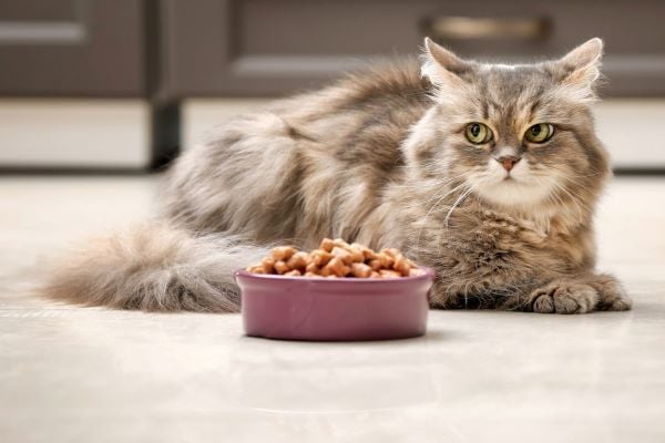 6 SAI LẦM CẦN TRÁNH KHI CHO MÈO ĂN – Pet Choy