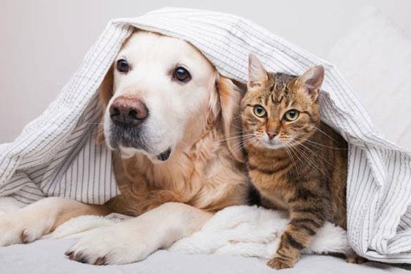 Cung cấp vitamin cho chó mèo giúp cải thiện sức khỏe và sự phát triển của thú cưng của bạn. Hãy xem hình ảnh liên quan để biết thêm thông tin về vitamin cần thiết cho chó mèo của bạn.