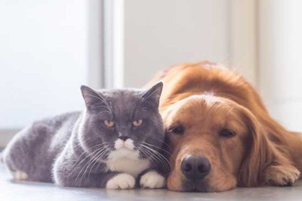 CÁCH TĂNG CƯỜNG HỆ THỐNG MIỄN DỊCH CHO CHÓ MÈO – Pet Choy