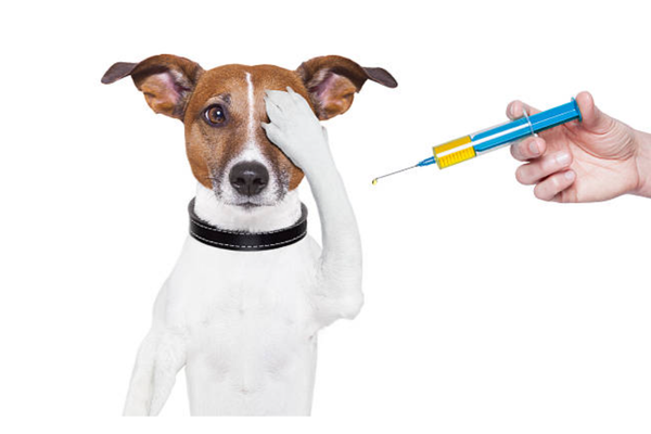 Vì sao phải tiêm vắc-xin cho chó?