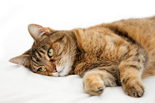 Bệnh viêm bàng quang ở mèo - Nguy hiểm hơn bạn nghĩ.