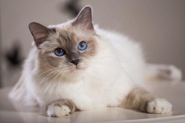 Mèo Miến Điện là giống có bộ lông ngắn, mềm mịn, chắc khỏe