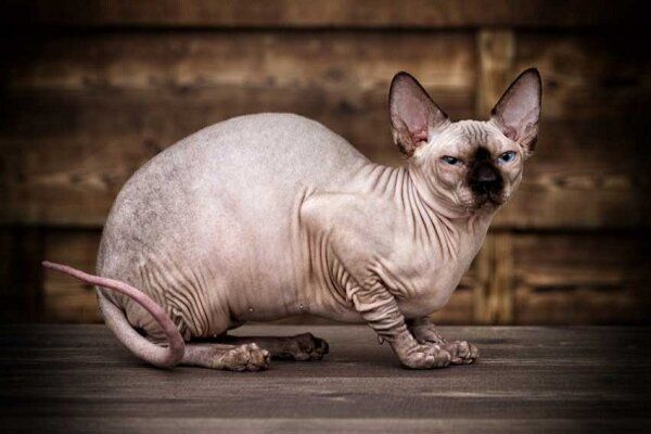 Mèo Peterbald nổi bật với cơ thể hoàn toàn không có lông hoặc có lớp lông tơ cực kỳ mỏng tựa như nhung
