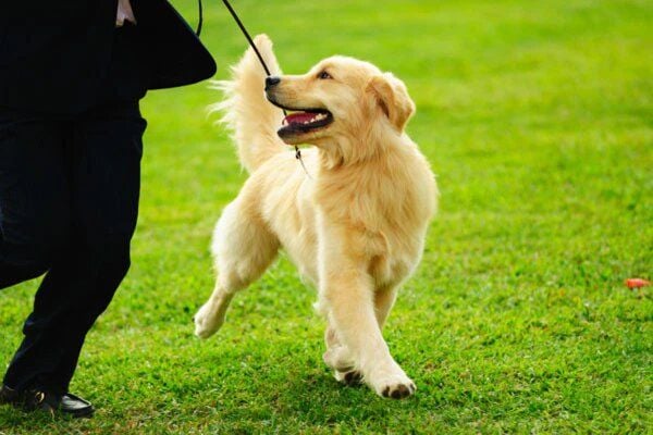 Khi huấn luyện chó cưng sử dụng dây xích, chủ nuôi nên tập trung vào những biện pháp tích cực hơn là trừng phạt